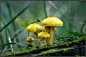 Mushrooms are Forest Gold by Clu-art on deviantART