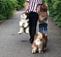遛狗阿拉斯加   提着狗狗 别人家养的狗是来报恩的，而我家的狗狗，是来“报仇”的吧_宠物频道_东方资讯