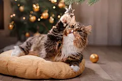 点击来源直接获取大图文件 |Tabby and happy cat. Christmas season 2017, new year, holidays and celebration