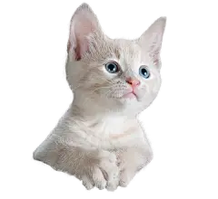 PS设计乘鞋环游大海的小猫-鞋子与猫的创意海报 - PS教程/资源区 - 爱昵论坛将免费提供最新资源学习交流、常见的解决方案社区平台 - 爱昵图库(Inpic)