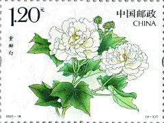 《木芙蓉》特种邮票 - 中国邮政集团有限公司