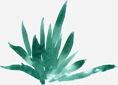 水彩芙蓉花卉艺术手绘彩绘水彩插画高清素材 免扣手绘彩绘水彩插画 水彩芙蓉花卉艺术免扣 免抠png 设计图片 免费下载