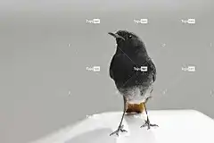 黑红开始 男性 鸟 坐 高清壁纸 羽毛 墙纸 背景 鸟类学