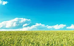 清新的麦田壁纸_素材下载_PS联盟