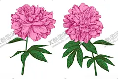 手绘花 【酷图网】手绘花卉,水彩花,花,花卉素材,玫瑰花,叶子,水彩叶子,树叶,手绘花朵,清新水彩,清新,矢量花,唯美,花束,花朵,植物,花卉手绘,花卉插画