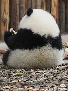 九歌er采集到所有萌的都应该被宠着