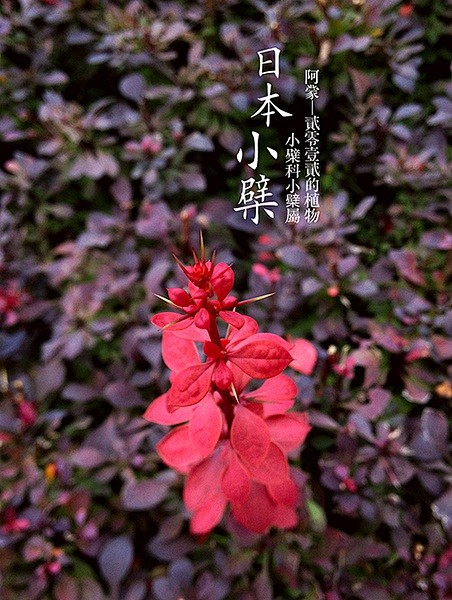 阿蒙的相册-阿蒙的贰零壹贰植物（第叁季）