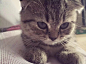 小猫！