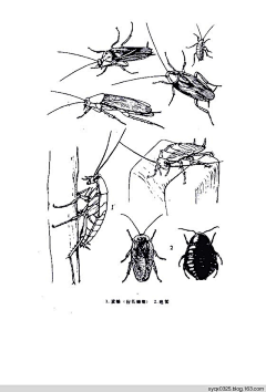 泡沬采集到动物白描画集