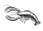 Sea life Illustrations for Leslie Evans Designs : Sea life illustration for Leslie Evans Designs home products and accents