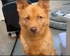 抖音很火的狗子眼神乱飘-很像人-皮蛋表情包