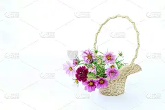花篮的宇宙(花)