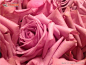 粉玫瑰图片素材