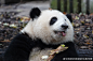 分享一波大熊猫和花的美照