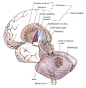 Basalganglia
仅作学习研究用，未经授权不得用于商业用途
