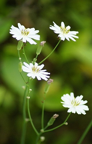 中华小苦菜