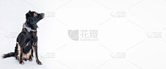 可爱的狗在白色的背景，孤立。班纳，背景是一只狗。可用的文本空间，复制空间