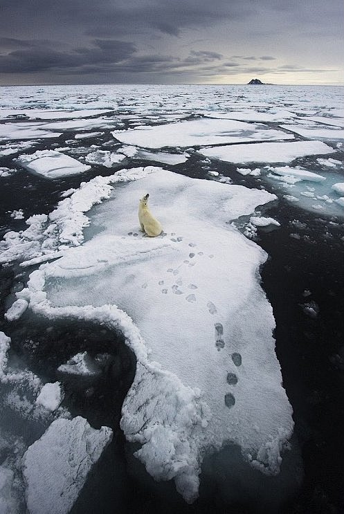 冰面上的北极熊(原图尺寸：497x743...
