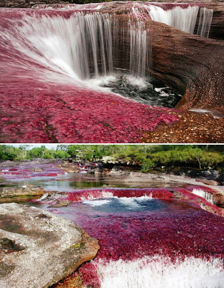 哥伦比亚 CanoCristales 河