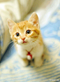 猫青年，晚安，好梦。祝明天继续参加高考的猫青年，考试顺利。——「猫儿薯.cHIPS」