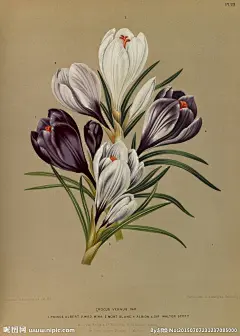 【复古手绘花卉 —— 水仙花】