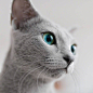 俄罗斯蓝猫 Xafi 和 Auri，碧绿的眼睛太迷人了！ ​ ins：xafiandauri ​​​​