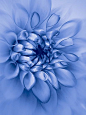 ~~Dahlia, cyanotype by John Edwards~~