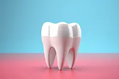 保护牙齿人体医疗牙医口腔牙齿模型