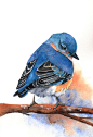 Bluebird Painting B029 Archival Print of bird by LouiseDeMasi