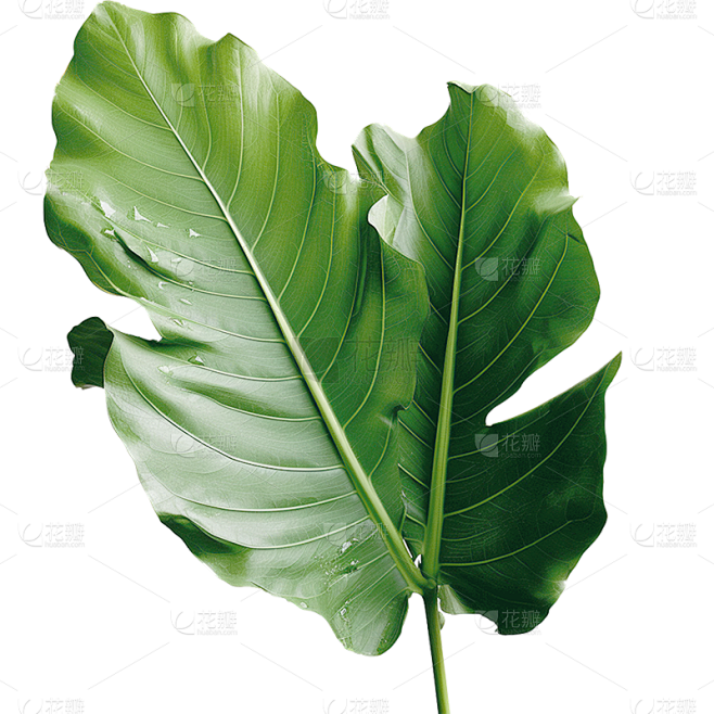 通用绿色树叶植物叶子元素贴纸