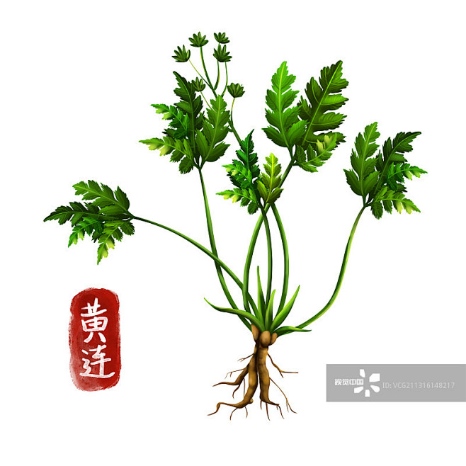 手绘中药黄连图片素材