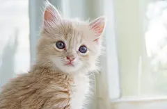 猫、 猫、 晶须、 爪子、 眼睛颜色、 鼻子、 凯蒂、 红 壁纸