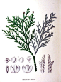 植物馆 - 综合 II