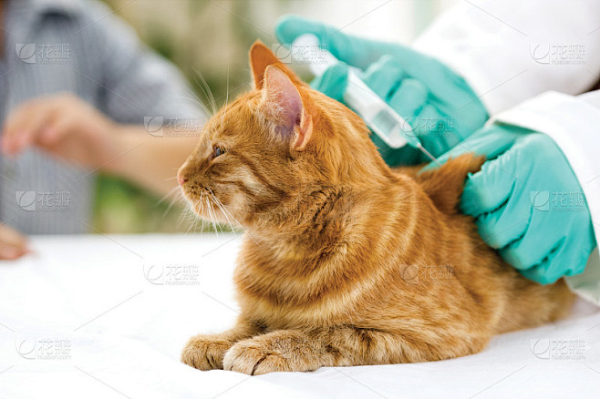 兽医给一只小猫打针
