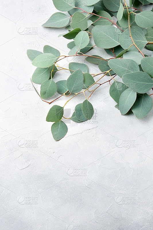 浅灰色背景上的新鲜桉树的树枝。顶部视图与复制空间。素材-花瓣网