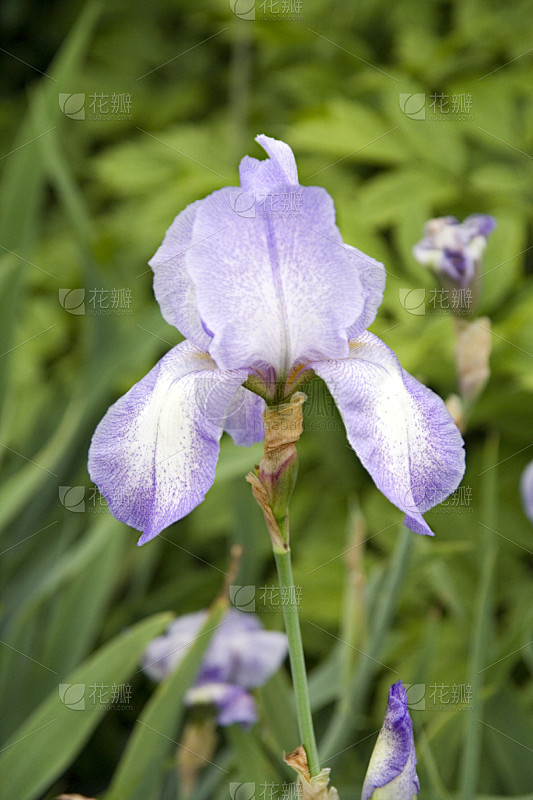 bearded iris,自然,垂直画幅,绿色,无人,户外,自然美,鸢尾,栽培植物,彩色图片