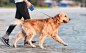 dog leash retractable small breed