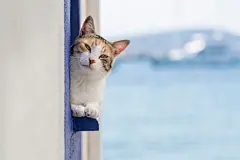 点击来源直接获取大图文件 |一只猫坐在土耳其博德鲁姆度假小镇海边的窗台上