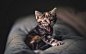 General 1920x1200 tongues animals kittens cat