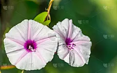 在黑暗孤立的背景上，从甘薯上分离出的紫色花