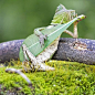 The forest dragon lizard was spotted in the unusual pose by professional photographer Aditya Permana: 