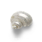 超高清 海星 海螺 贝壳 珊瑚 海马等 航洋生物主题 png元素 shell-55