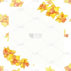 水彩手绘背景与可爱的黄色水仙花。画框里装饰着春天可爱的花朵。花卉信件插图营销，事件邀请，和更多。
