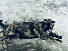 简三三采集到猫咪の日记
