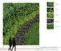 垂直绿化、绿墙、植物墙、立体绿化 (1)