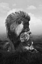 safari | #wild cats | lion | lioness | love | tenderness | animal kingdom | beautiful |