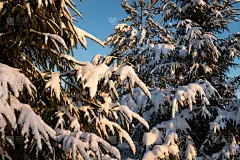 阳光明媚的日子里，白雪覆盖的圣诞树。美丽的冬天的风景。一张冬季雪杉树的图片，为海报，日历，帖子，屏保
