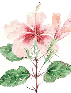 【新西兰画家Gabby Malpas青花瓷花卉水彩作品】
Mango Frooty 是陶瓷专业出身，但一直对水彩画有着浓厚的兴趣，她将自然中的植物花卉都描绘得丝丝入扣，再与富有中国特色的花瓶瓷器相搭配，竟然营造出我们所熟悉的中国味道。