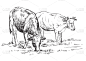 矢量,母牛,绘画插图,动物手,农业,食草动物,背景分离,铅笔,哺乳纲,草