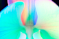 GLOWING EMBRYO : ORCHID